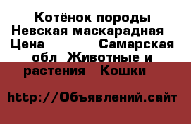 Котёнок породы Невская маскарадная › Цена ­ 2 000 - Самарская обл. Животные и растения » Кошки   
